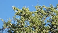 Prosopis affinis