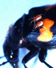 Poecilochirus