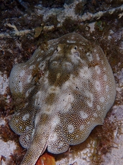 Urobatis jamaicensis