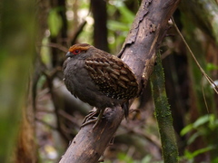 Odontophorus capueira