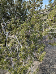 Juniperus arizonica