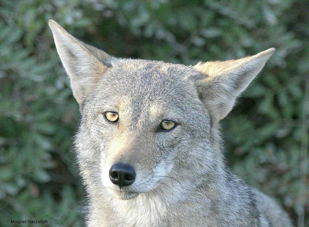 Canis lupaster, Tikjda, Algérie, by Mourad Harzallah