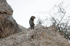 Ammospermophilus harrisii