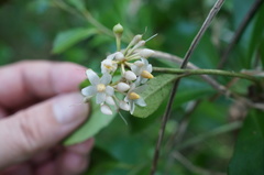 Ardisia cornudentata
