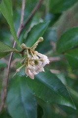 Ardisia cornudentata