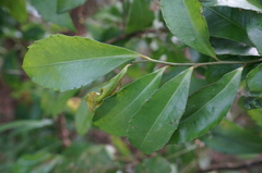 Ardisia cornudentata