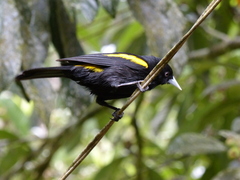 Cacicus chrysopterus