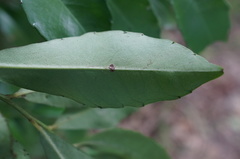 Ardisia cornudentata