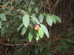 Breynia oblongifolia
