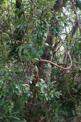 Ardisia cornudentata