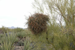 Phoradendron californicum