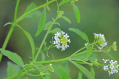 Cremolobus stenophyllus