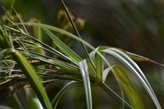 Cyperus prolixus