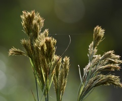 Cyperus prolixus