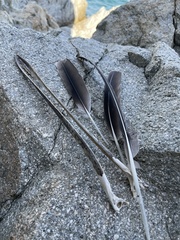 Pelecanus occidentalis