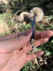 Entoloma dichroum