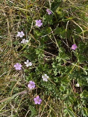 Geranium sessiliflorum