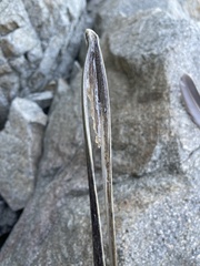 Pelecanus occidentalis