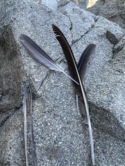 Pelecanus occidentalis