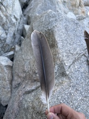 Pelecanus occidentalis