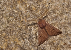 Dasycorsa modesta