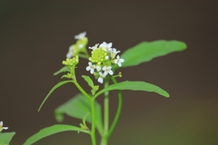 Cremolobus stenophyllus