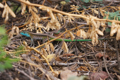 Cnemidophorus gaigei