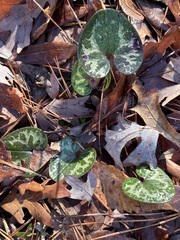 Hexastylis virginica
