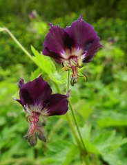 Geranium phaeum