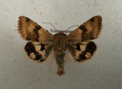 Heliothis viriplaca
