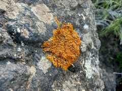 Xanthoria