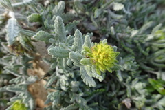 Teucrium aureum