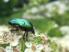 Cetonia aurata