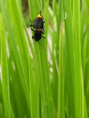 Chauliognathus tripartitus
