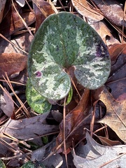 Hexastylis virginica