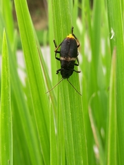 Chauliognathus tripartitus