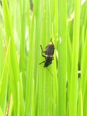Chauliognathus tripartitus