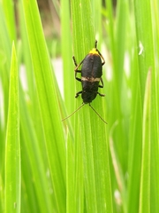 Chauliognathus tripartitus