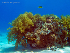 Chaetodon fasciatus