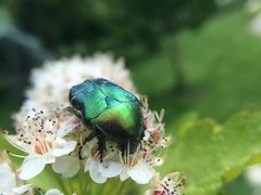 Cetonia aurata