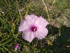 Ipomoea platensis