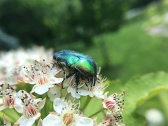 Cetonia aurata