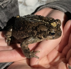 Anaxyrus boreas halophilus