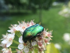 Cetonia aurata