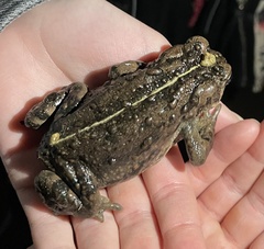 Anaxyrus boreas halophilus
