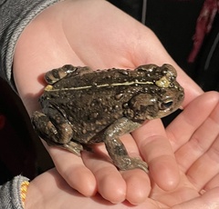 Anaxyrus boreas halophilus