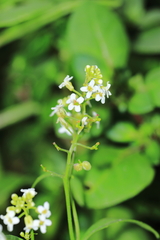 Cremolobus stenophyllus