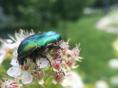 Cetonia aurata