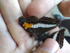 Doxocopa laurentia laurentia