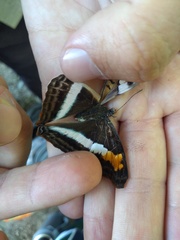 Doxocopa laurentia laurentia